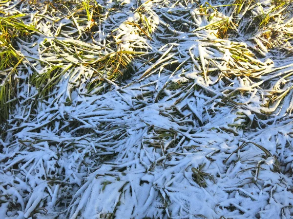 Hóval Borított Hosszú Zöld Fűszálak — Stock Fotó