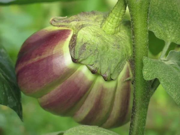 Eco Friendly Purple Eggplants Ripen Bushes Village Greenhouse — Stockfoto