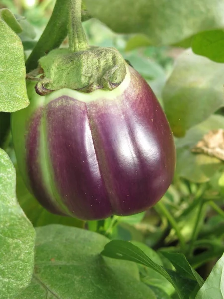 Eco Friendly Purple Eggplants Ripen Bushes Village Greenhouse — Stockfoto