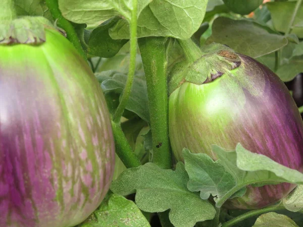 Eco Friendly Purple Eggplants Ripen Bushes Village Greenhouse — Stockfoto