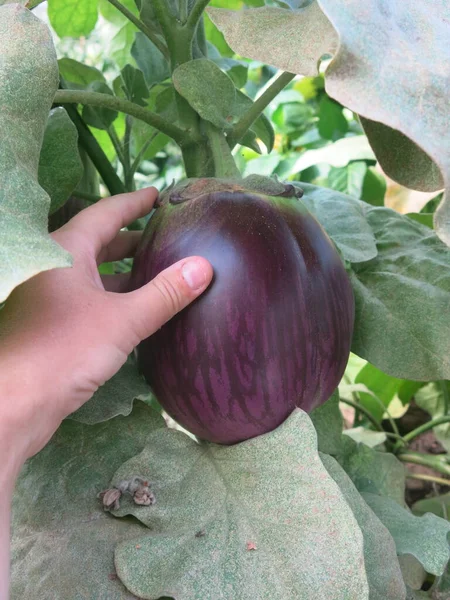 Stora Miljövänliga Lila Äggplantor Mognar Buskar Växthus — Stockfoto