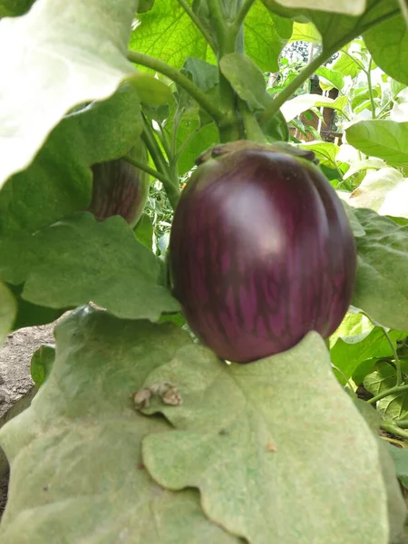 Large Eco Friendly Purple Eggplants Ripen Bushes Village Greenhouse — Stockfoto