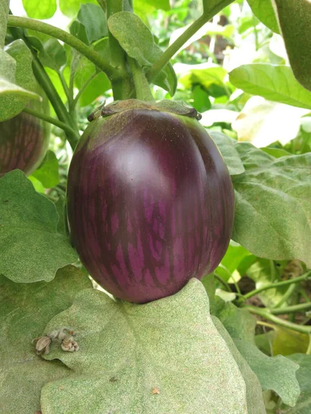 Large Eco Friendly Purple Eggplants Ripen Bushes Village Greenhouse — Stockfoto