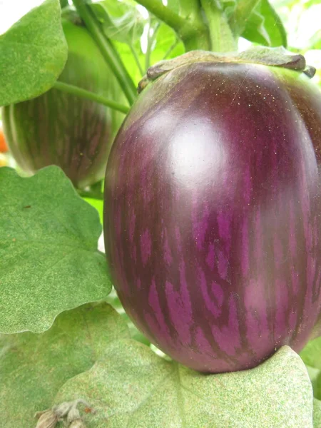 Large Eco Friendly Purple Eggplants Ripen Bushes Village Greenhouse — Stockfoto