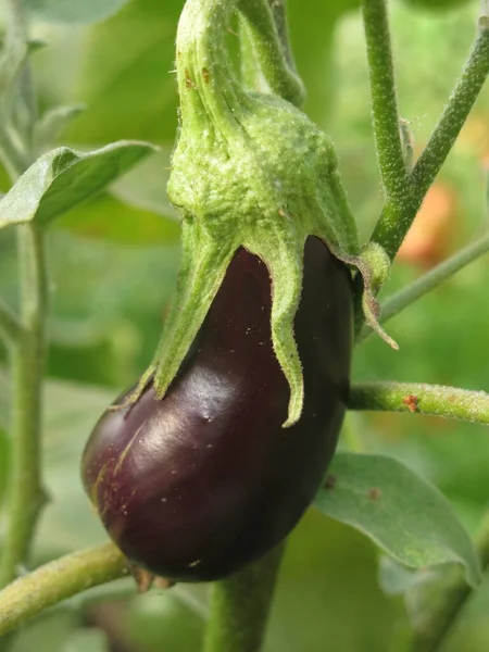 Large Eco Friendly Purple Eggplants Ripen Bushes Village Greenhouse — Stock Photo, Image