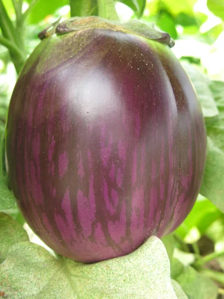 Large Eco Friendly Purple Eggplants Ripen Bushes Village Greenhouse — Stockfoto