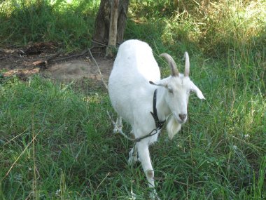 Beyaz keçi yazın köyde tasmayla otlar.