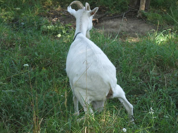 White Goat Grazes Summer Village Leash — Foto Stock