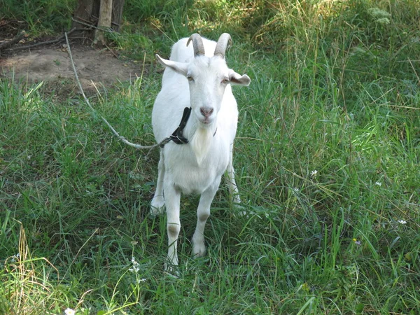 夏天白山羊用皮带在村子里吃草 — 图库照片