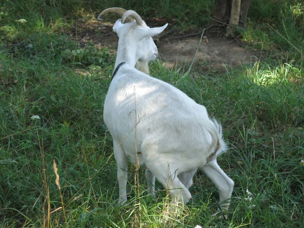 White Goat Grazes Summer Village Leash — Foto Stock