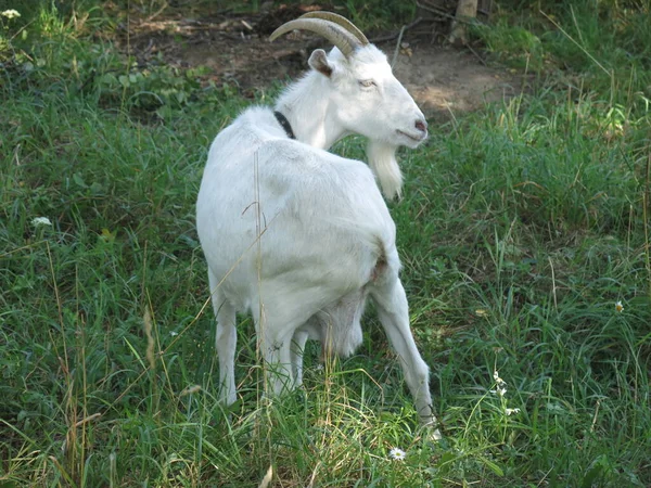 Biały Koza Wypasam Się Latem Wieś Smycz — Zdjęcie stockowe