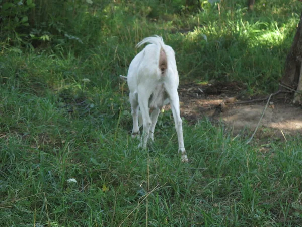 Cabra Blanca Roza Verano Pueblo Con Una Correa —  Fotos de Stock