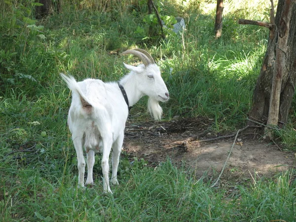 Beyaz Keçi Yazın Köyde Tasmayla Otlar — Stok fotoğraf