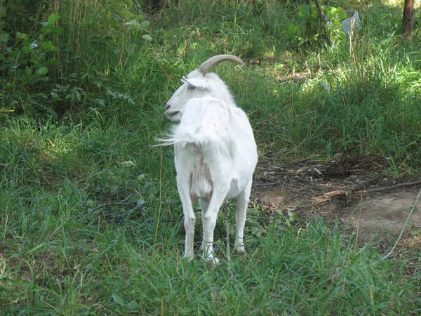 White Goat Grazes Summer Village Leash — Stock Photo, Image
