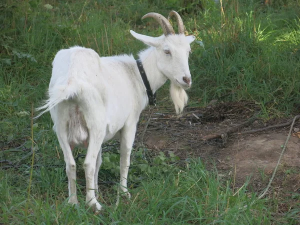 White Goat Grazes Summer Village Leash — Foto Stock