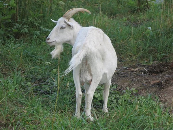 Capra Bianca Pascola Estate Nel Villaggio Guinzaglio — Foto Stock