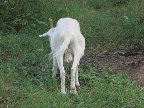 White Goat Grazes Summer Village Leash — Fotografia de Stock