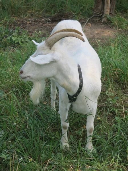 White Goat Grazes Summer Village Leash — Stock Photo, Image