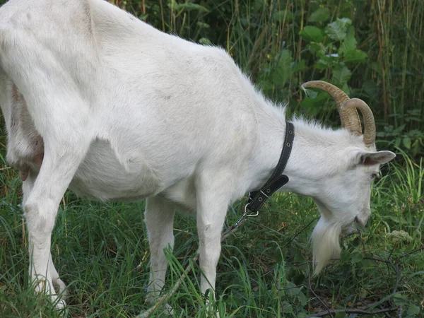 White Goat Grazes Summer Village Leash — Foto Stock