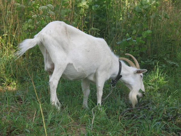 White Goat Grazes Summer Village Leash — Stock Photo, Image