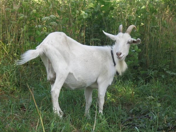 White Goat Grazes Summer Village Leash — Stock Photo, Image