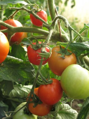 Çevre dostu kırmızı ve yeşil domatesler bir çiftlikteki kırsal bir serada olgunlaşır.