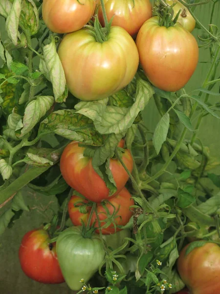Ekologiczne Czerwone Zielone Pomidory Dojrzewają Wiejskiej Szklarni Gospodarstwie — Zdjęcie stockowe
