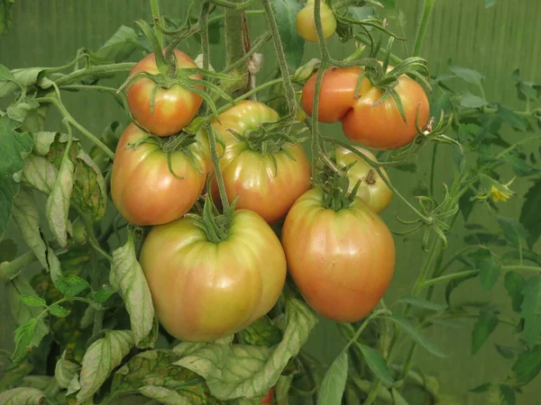 Miljövänliga Röda Och Gröna Tomater Mognar Ett Lantligt Växthus Gård — Stockfoto