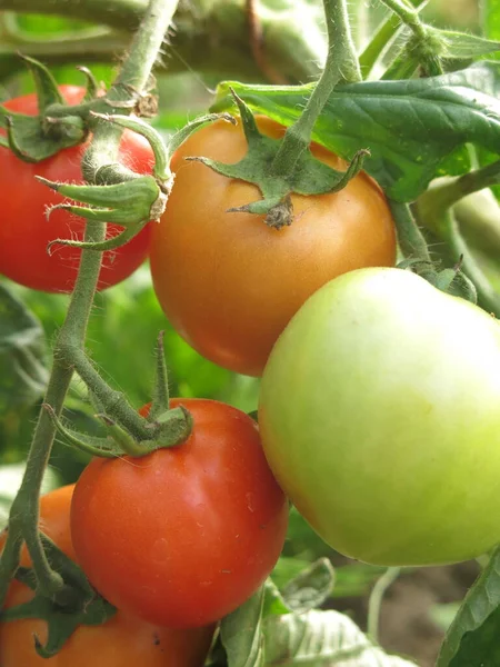 Tomates Verdes Rojos Ecológicos Maduran Invernadero Rural Una Granja — Foto de Stock