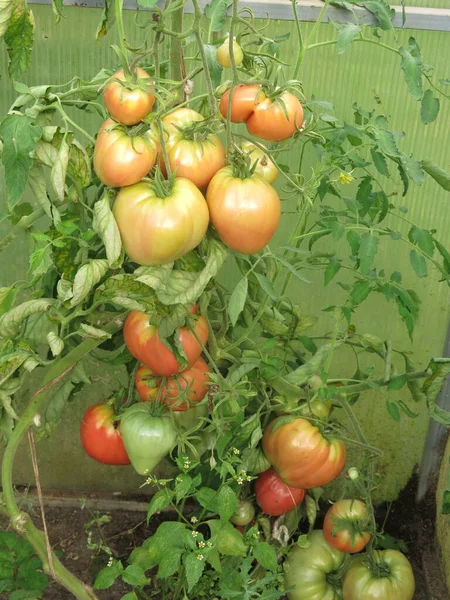 Eco Friendly Red Green Tomatoes Ripen Rural Greenhouse Farm — Stockfoto