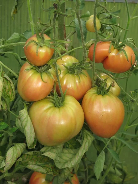 Eco Friendly Red Green Tomatoes Ripen Rural Greenhouse Farm — Stockfoto