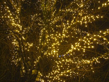 Ağaçlar yeni yıl için süslenir ve karanlıkta parlarlar.