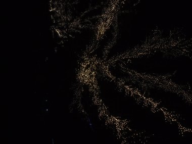 Ağaçlar yeni yıl için süslenir ve karanlıkta parlarlar.