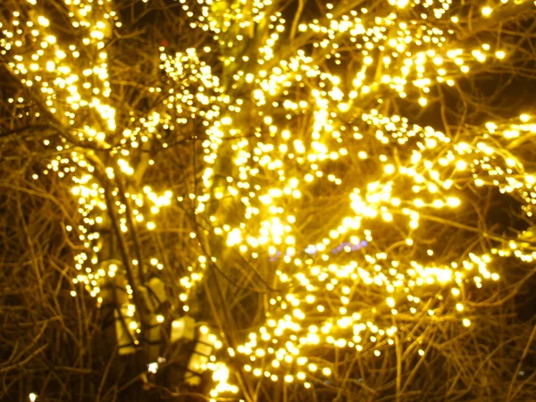 木々は新年のために飾られ暗闇の中で輝き — ストック写真