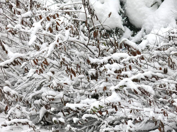 Branches Trees Covered Snow Winter — Fotografia de Stock