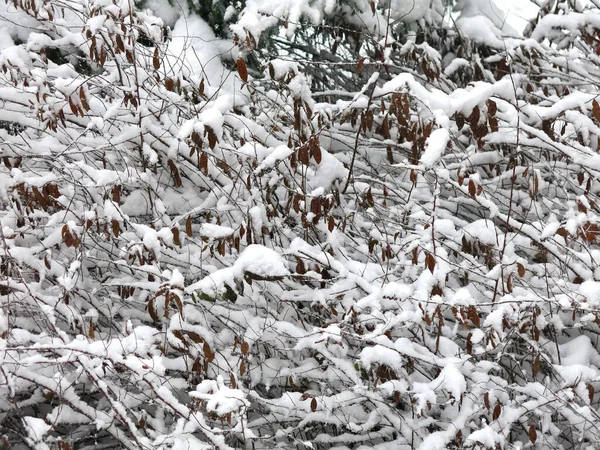 Větve Stromů Jsou Zimě Pokryty Sněhem — Stock fotografie