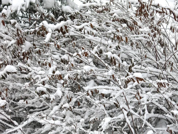 冬天树枝上覆盖着雪 — 图库照片