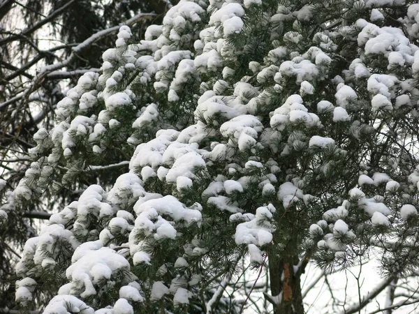 Fluffy Pine Covered Snow Winter — стоковое фото