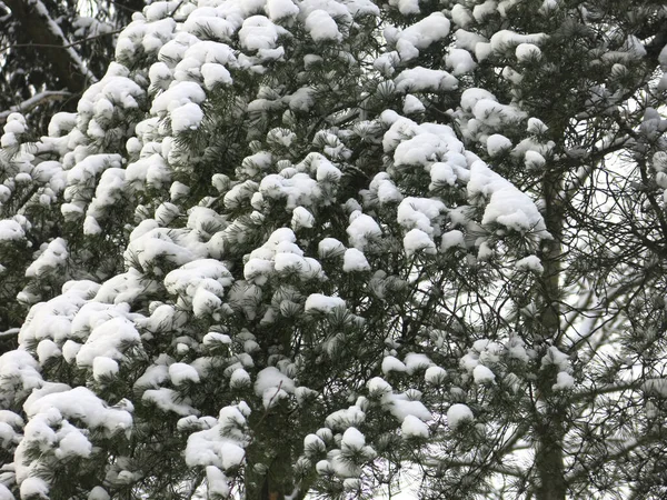 Χνουδωτό Πεύκο Καλύπτεται Χιόνι Χειμώνα — Φωτογραφία Αρχείου