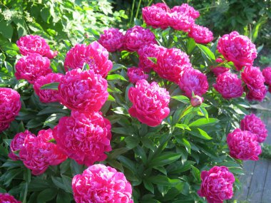 Bahçede çiçek açan şatafatlı bordo şakayıklar.