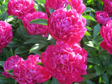 Bahçede çiçek açan şatafatlı bordo şakayıklar.