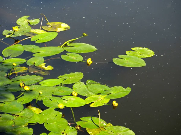 Water Lilies Swim Summer Rural Pond — 图库照片