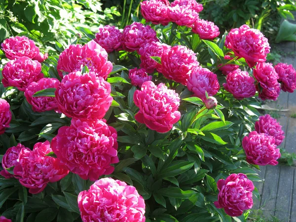 Bahçede çiçek açan şatafatlı bordo şakayıklar.