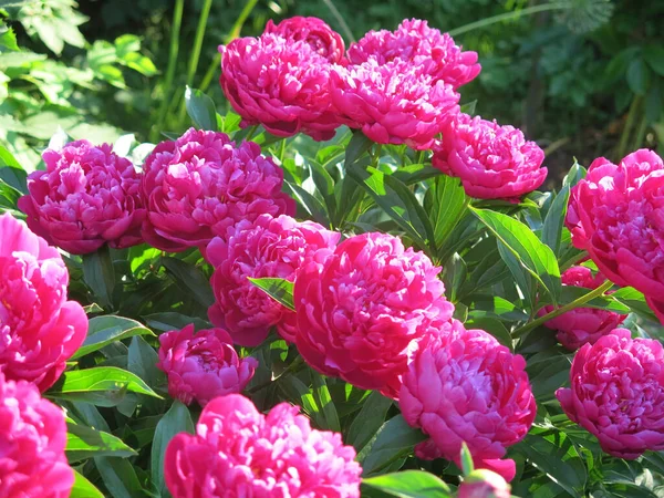 Bushes Blooming Luxurious Burgundy Peonies Garden — ストック写真