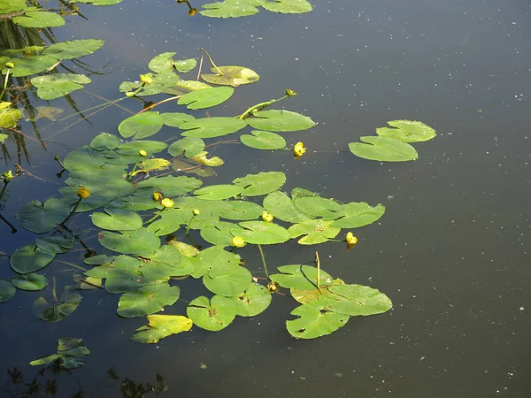 Bunga Lili Air Berenang Musim Panas Sebuah Kolam Pedesaan — Stok Foto