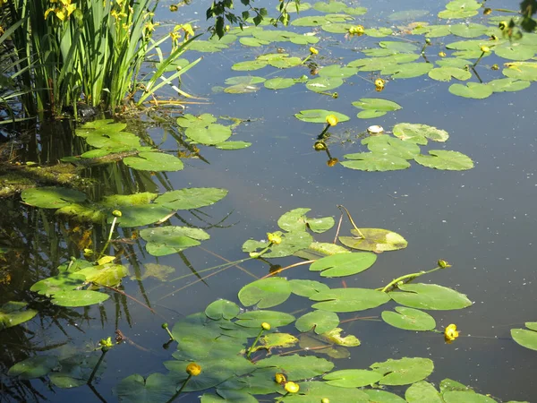 Water Lilies Swim Summer Rural Pond — ストック写真