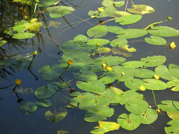 Bunga Lili Air Berenang Musim Panas Sebuah Kolam Pedesaan — Stok Foto