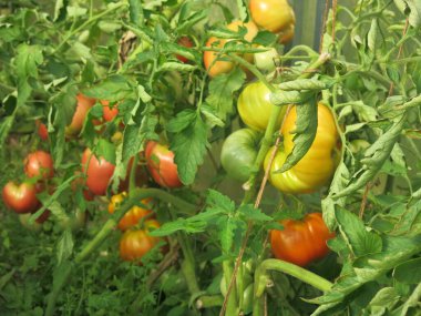 Çevre dostu yeşil ve kırmızı domatesler bahçedeki çalıların üzerinde olgunlaşıyor.