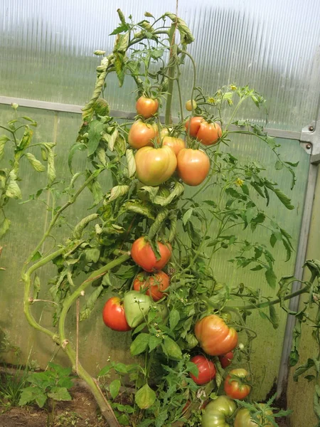 Des Tomates Vertes Rouges Écologiques Mûrissent Sur Les Buissons Jardin — Photo