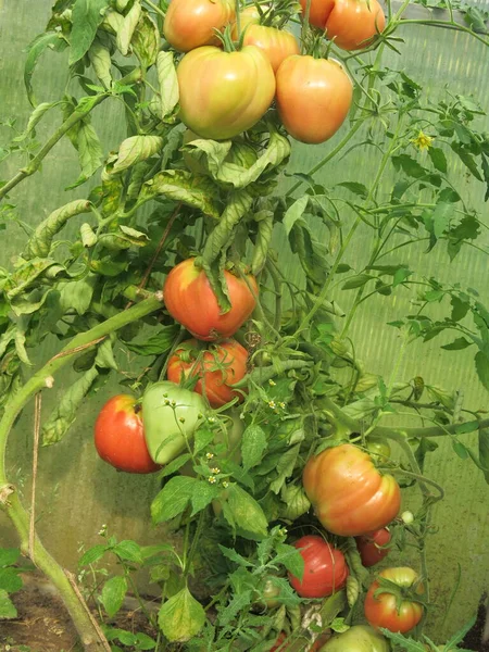 빨간색 토마토는 정원에 덤불에 익는다 — 스톡 사진